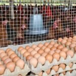 poultry farm near me