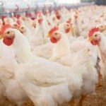 poultry farm near me