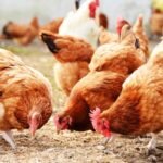 poultry farm near me