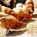 poultry farm near me