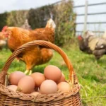 poultry farm near me
